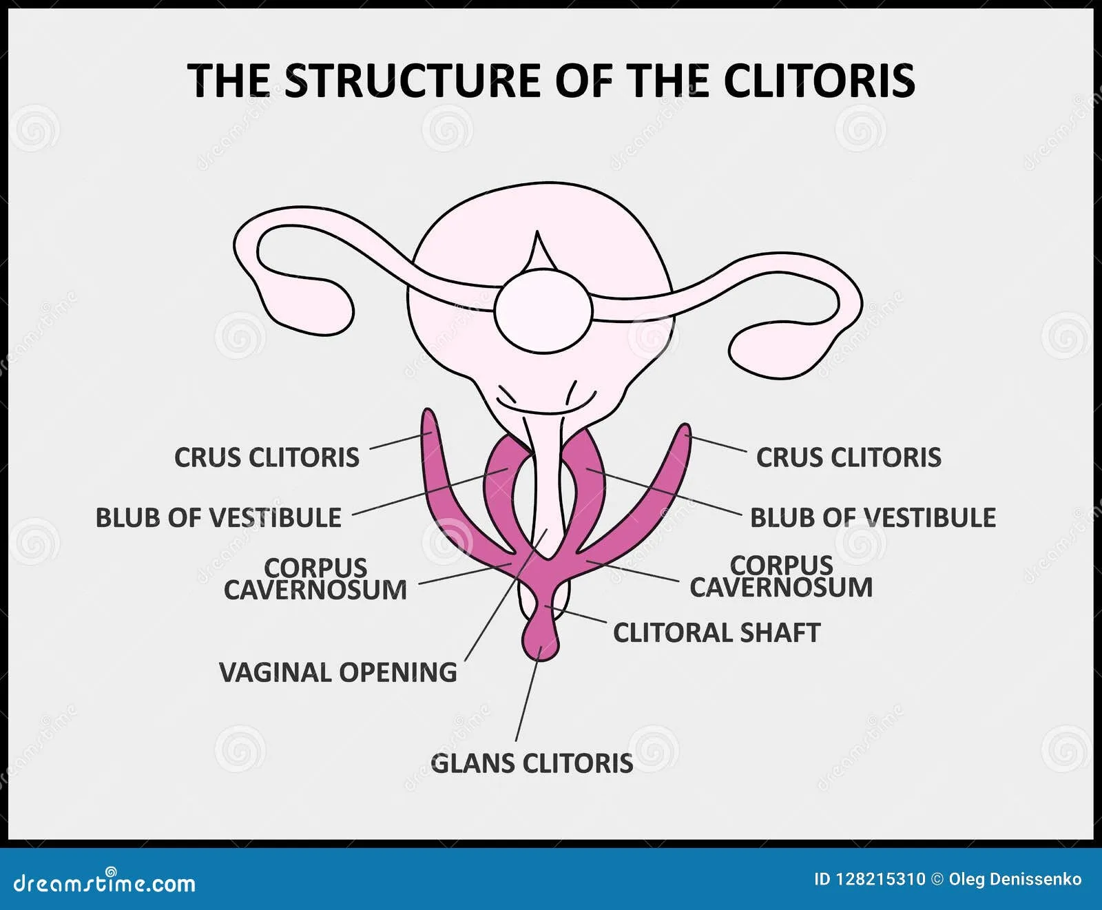 La Structure Du Clitoris, Un Vagin Femelle D'anatomie D'affiche ...